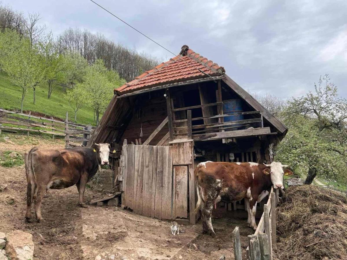 Family Owned Self Sufficient Eco Farm Tara Hotell Pljevlja Exteriör bild
