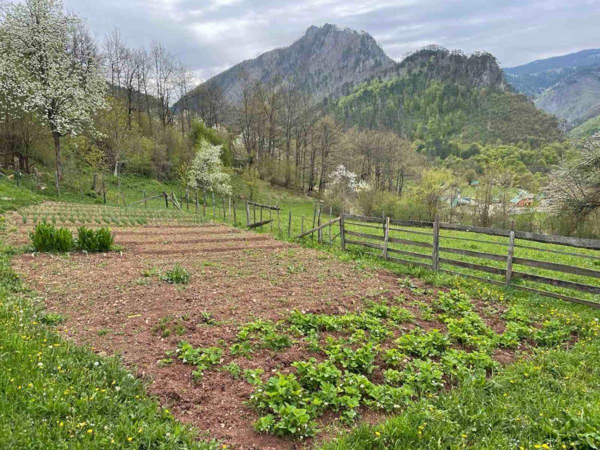 Family Owned Self Sufficient Eco Farm Tara Hotell Pljevlja Exteriör bild